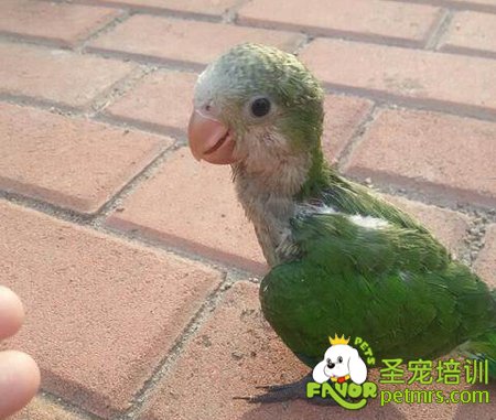 和尚鸚鵡