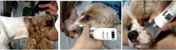 可卡犬修剪