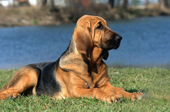 尋血獵犬