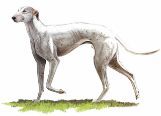 靈緹犬