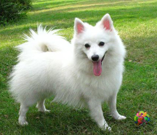 銀狐犬