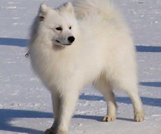 銀狐犬