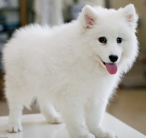 銀狐犬