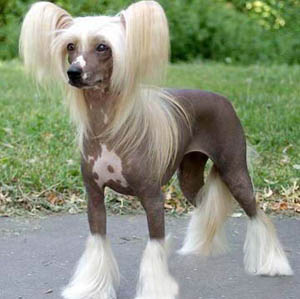 冠毛犬