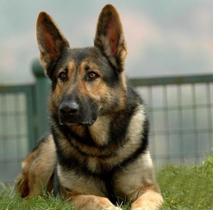 中國昆明犬