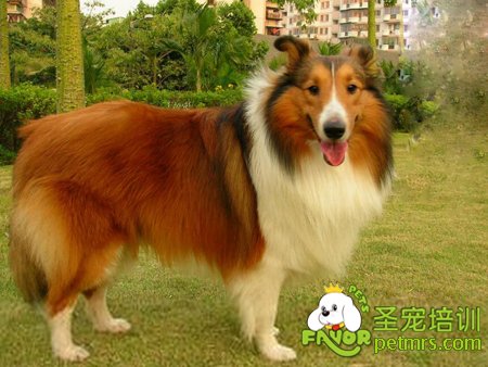 喜樂蒂牧羊犬