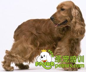 可卡犬