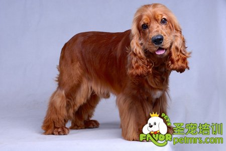 美國可卡犬