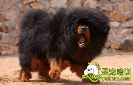 藏獒