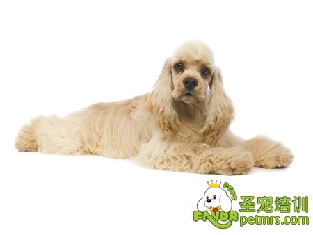 可卡犬