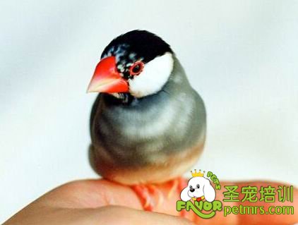 觀(guān)賞鳥(niǎo)