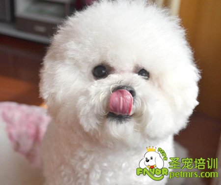 比熊犬