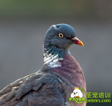 鴿子圖
