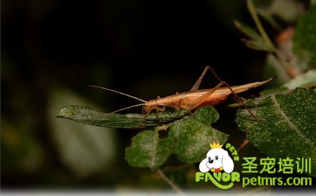 中華樹蟋