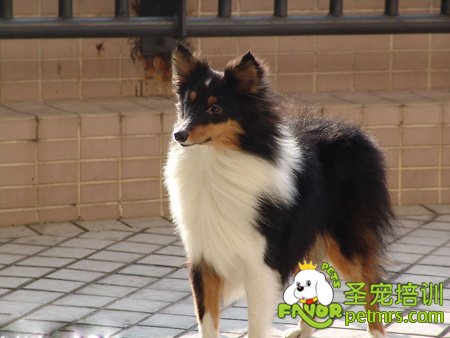 可愛(ài)寵物狗
