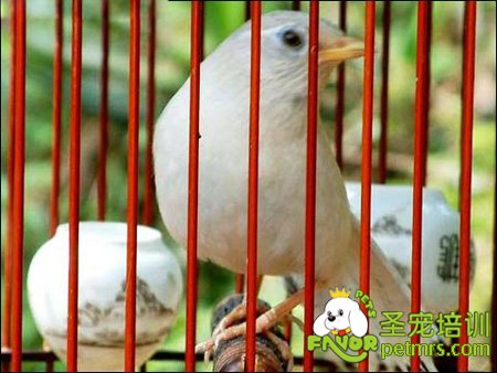 籠子里的鳥圖