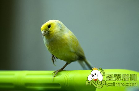 金絲雀