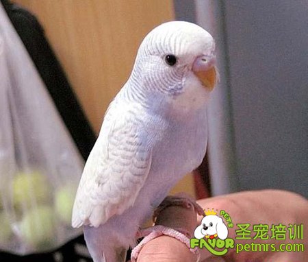 白化虎皮鸚鵡
