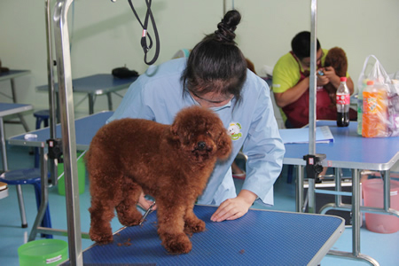 貴賓犬實操課