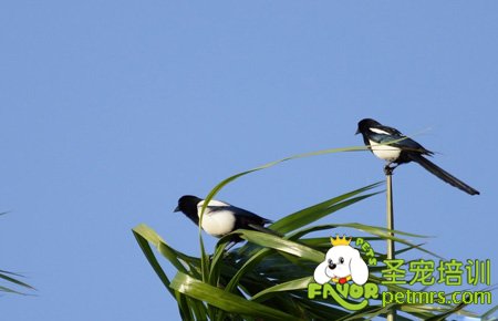 鳥圖