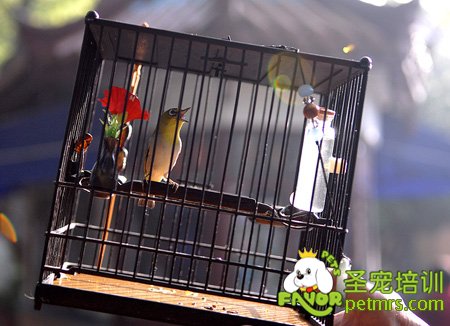 鳥圖