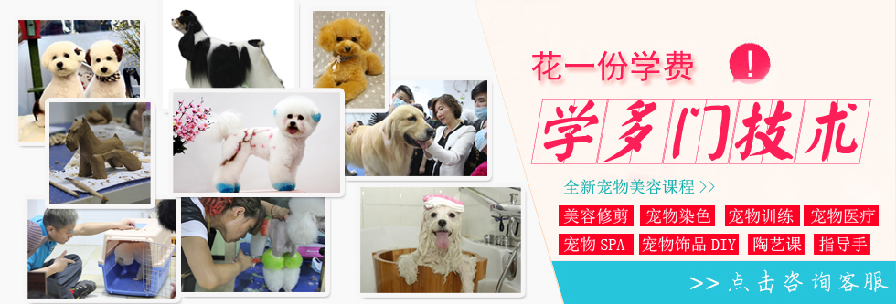 犬種美容方法
