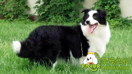 邊境牧羊犬