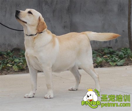 拉布拉多犬