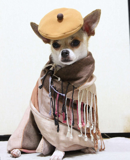 吉娃娃犬