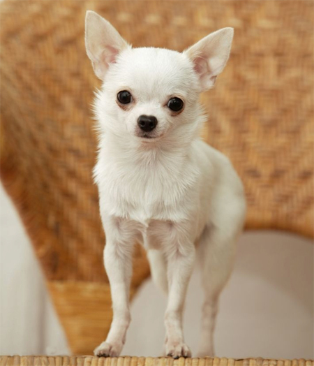 吉娃娃犬