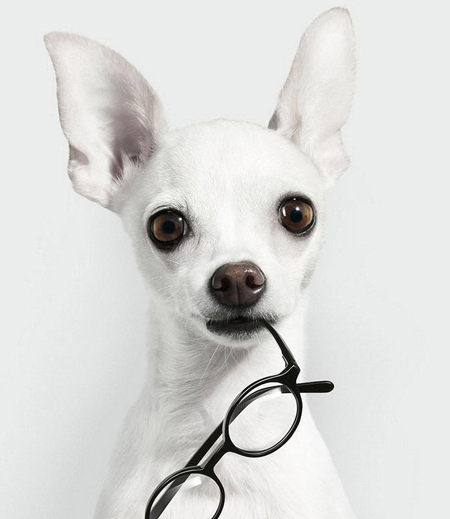 吉娃娃犬