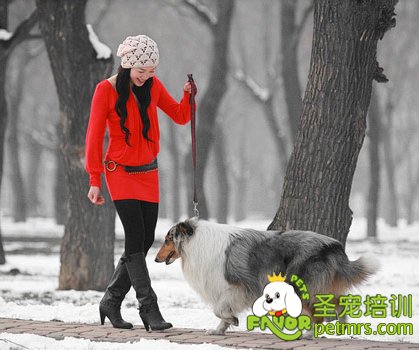 蘇格蘭牧羊犬