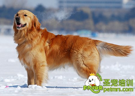 金毛犬