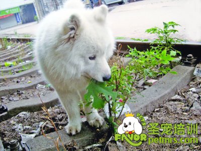 薩摩耶犬