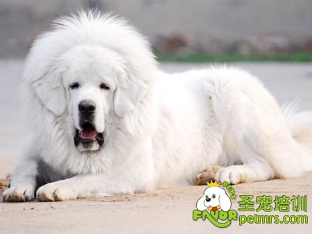 大白熊犬