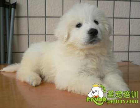 大白熊幼犬