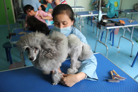 貴賓犬梳毛課程