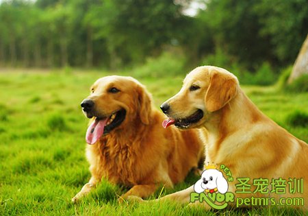 金毛犬
