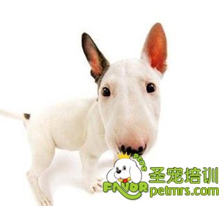 牛頭梗