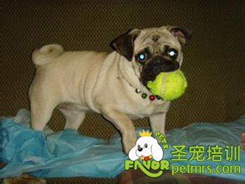 巴哥犬