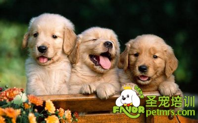 金毛犬幼犬