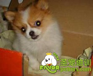 蝴蝶犬