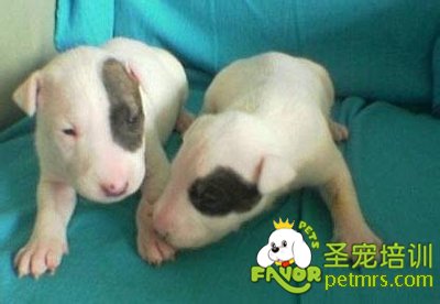 牛頭梗