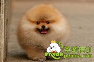 博美犬