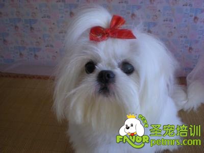 西施犬