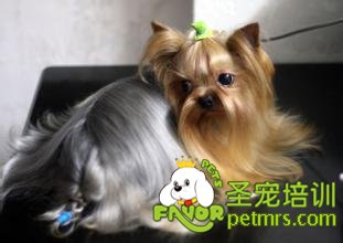 犬螨病介紹及預防