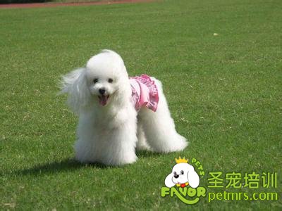 貴賓犬