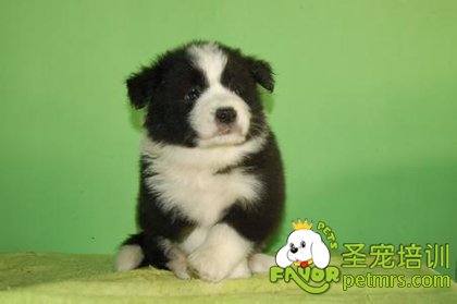 邊境牧羊犬
