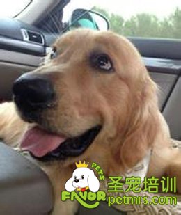 金毛犬