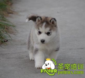 哈士奇